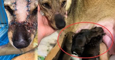 Thoát khỏi lò mổ, chó mẹ dũng cảm cứu sống đàn con trong bụng