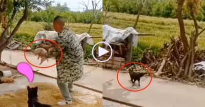 Video: Chó mẹ tưởng chủ quẳng mất con nên lủi thủi ra ruộng tìm