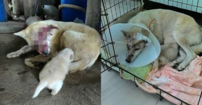 Chó mẹ bị thương nặng do ôtô tông, vẫn cố gắng lết về nhà cho con bú