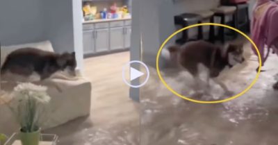 Video: Chú chó vui khi nước ngập vào nhà, tung tăng chạy nhảy