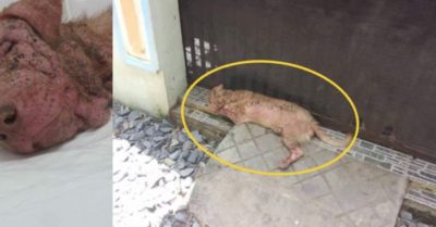Chú chó trung thành bị chủ nhẫn tâm bỏ rơi, đã ra đi khi cơ thể mang nhiều vết thương