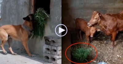 Video: Chú chó thông minh biết nấu cơm, lấy cỏ cho bò ăn