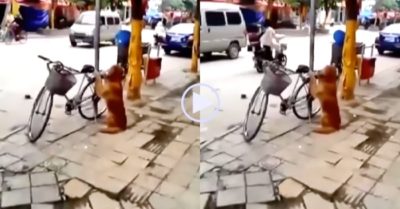 Video: Chú chó kiên nhẫn ngồi giữ xe cho chủ trên vỉa hè