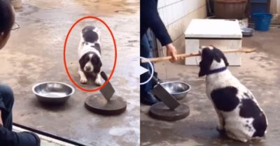 Video: Chú chó đi chơi về trễ tự đi lấy gậy cho ông chủ phạt đòn