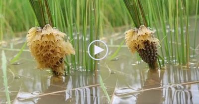 Video: Cà cuống nhảy xuống nước khi vừa nở