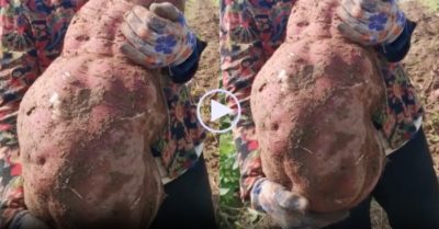 Video: Nông dân đào được củ khoai lang ‘khổng lồ’ nặng gần 15 kg, mãi mới nhấc được lên