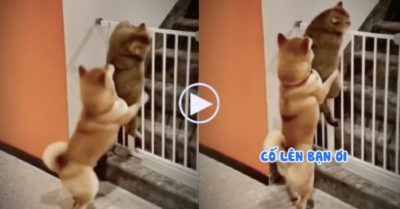 Video: Cún lóng ngóng giúp chú mèo mập vượt rào trốn chủ đi chơi