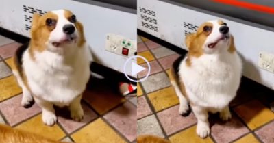 Video: Chú chó ấm ức khóc nấc sau khi bị chủ nhân mắng