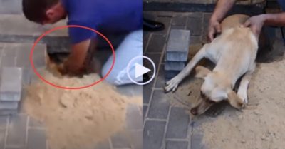 Video: Người đàn ông đào vỉa hè cứu chó mẹ đang mang bầu bị chôn bên dưới