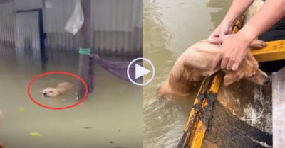 Video: Cứu 2 chú chó bị mắc kẹt, lạnh cóng trong mưa lụt ở Huế