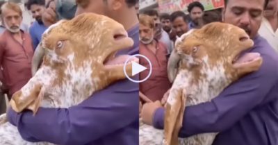 Video: Dê ôm ông chủ khóc nấc thành tiếng khi bị đem bán