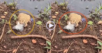 Video: Ếch cưng bắt cá rô trong ao tặng chủ nhân