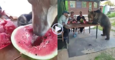 Video: Gấu nhiệt tình ăn dưa hấu cùng con người trên bàn ăn