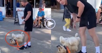 Video: Cún cưng ăn vạ để được anh chủ bế