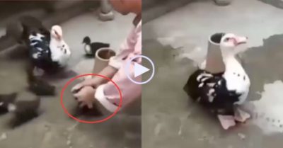Video: Ngan mẹ giậm chân liên tục đòi trả lại con khi con bị bắt đi