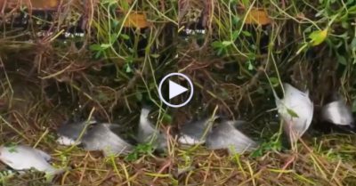 Video: Bắt hàng chục con cá to trên sông bằng máy xúc