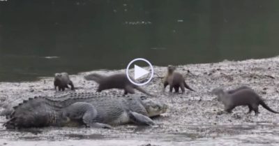 Video: Bị cá sấu ‘khổng lồ’ chiếm lãnh thổ, rái cá tập hợp lực lượng tấn công