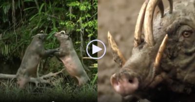 Video: Loài lợn có răng nanh kỳ quái, mọc ngược xuyên thủng hộp sọ