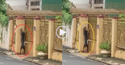 Video: Chú chó đứng ngoài với chân lên bấm chuông gọi chủ mở cửa