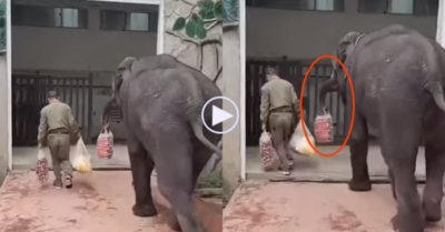 Video: Voi nhiệt tình xách đồ phụ giúp quản tượng