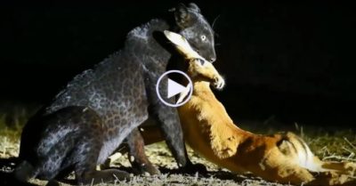 Video: Thấy báo hoa mai xuất hiện cướp mồi, báo đen bất ngờ bỏ chạy