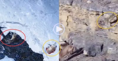 Video: Báo tuyết vồ sơn dương khiến cả hai rơi xuống vách núi chết thảm