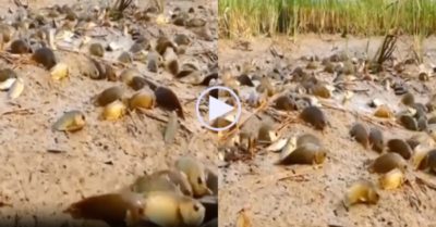 Video: Hốt trọn đàn cá rô mắc cạn trên đồng