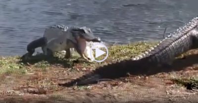 Video: Cá sấu lẻn từ phía sau, há miệng ngoạm chặt đuôi của đồng loại