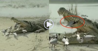 Video: Cá sấu ngoan ngoãn nằm yên để đàn chim vệ sinh răng