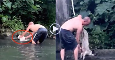Video: Người đàn ông cứu sống chú chó bị đuối nước