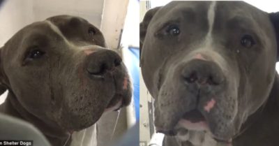 Bị bỏ rơi, chú chó chẳng buồn ăn, không ngừng tìm kiếm chủ cũ rồi lặng lẽ rơi nước mắt