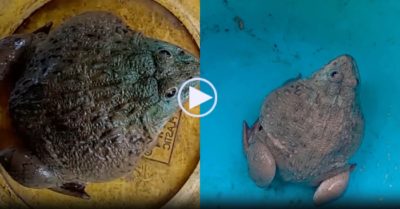 Video: Con ếch ‘khổng lồ’ 1,1 kg ở Đồng Tháp