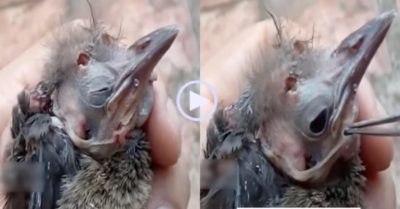 Video: Gắp ấu trùng ruồi ngựa ra khỏi cơ thể con chim nhỏ