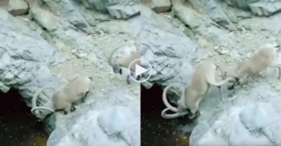 Video: Dê núi choáng váng vì bị đồng loại lén đẩy xuống hồ