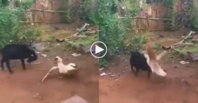 Video: Cuộc chiến hiếm gặp giữa dê và ngan