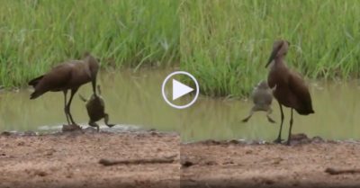 Video: Ếch nhỏ con đánh bại chim ‘khổng lồ’
