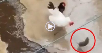 Video: Gà mái bị chuột tấn công, gà trống lao đến mổ cho đau điếng
