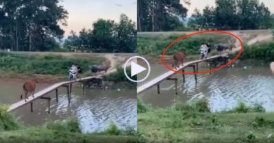 Video: Hai thanh niên ‘tiến thoái lưỡng nan’ vì bị trâu bò chặn cầu
