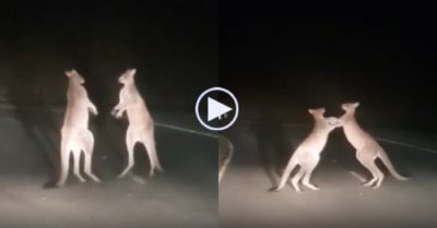 Video: Hai con kangaroo ‘đấm bốc’ giữa đường gây cản trở giao thông