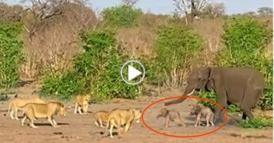 Video: Sự lựa chọn của voi mẹ khi hai con non sinh đôi gặp nguy hiểm