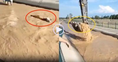 Video: Dùng máy xúc giải cứu bò bị nước cuốn đầy ngoạn mục