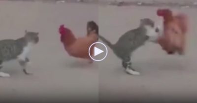 Video: Mèo no đòn vì ‘tỉ thí võ công’ với gà mái