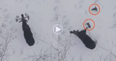 Video: Con nai lắc mạnh cơ thể ‘đánh rơi’ cả cặp sừng quý