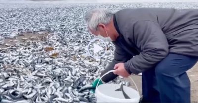 Video: Dân mang xô đi nhặt hàng nghìn tấn cá trôi vào bãi biển, chuyên gia khuyên không nên ăn
