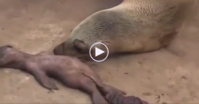 Video: Sư tử biển mẹ gào khóc thảm thiết bên xác con vừa chào đời