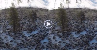 Video: Đàn tuần lộc tạo thành vòng xoáy khổng lồ gây nên nhiều sự tò mò