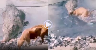 Video: Cá sấu ‘khủng’ lao lên khỏi mặt nước tấn công chó