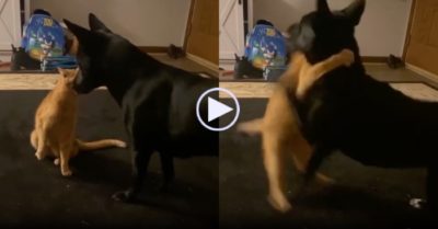 Video: Mèo ra đòn hạ gục chó trong 2 giây