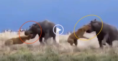 Video: Sư tử bị hà mã ngoạm vào mặt rồi quật tả tơi
