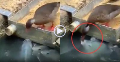 Video: Khoảnh khắc lạ lùng vịt đút thức ăn cho bầy cá